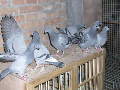 �׸���������ʤ�ؾ�