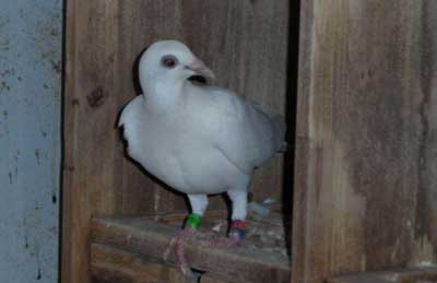 �Լ���Ƶĸ��� ��������Ҳ����(ͼ)