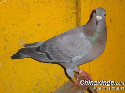 �������Ʒ���������11�� �������ù�Ӳ��(ͼ)