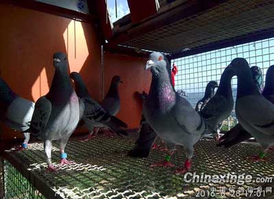 ũ�������� �����ܾ��ĺ�Ӵ(ͼ)