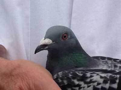 ŷ���ð���������ھ����ʳ�¯(ͼ)