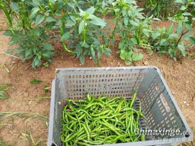 ��������������� ʩ���ֲ�(ͼ)