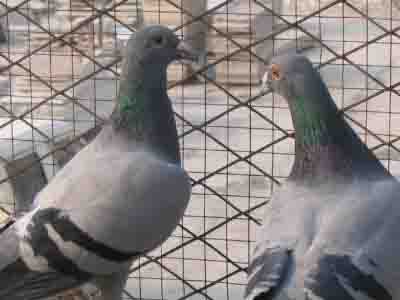 ��ĩ����������ڼ���Ԥ��