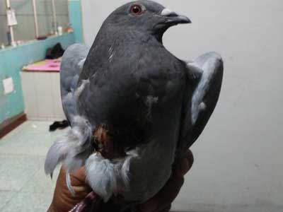 ����������� �ҷ�ʱײ��(ͼ)