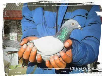 ����������Ƭ���Ҽҵ�һ������(ͼ)