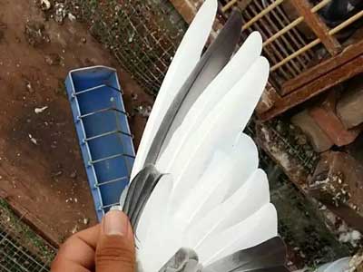 �������չʾ ������Щ��ɫ�ܸ�ɶ�أ�(ͼ)