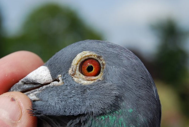 ŷ�޲�Ʒ�ɹ������ھ��뵱�չ� �վ�935����