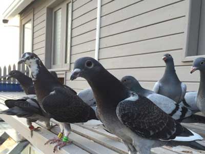 �����󷿴���� ������ͨ���(ͼ)