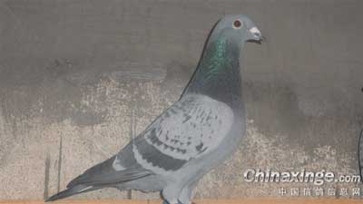 ũ����� ƽ�������ӸǸ���(ͼ)