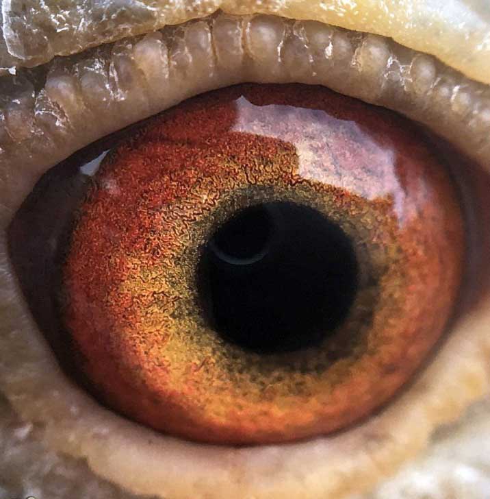 ����ʱͼ�չ������߷��ٹھ���¯