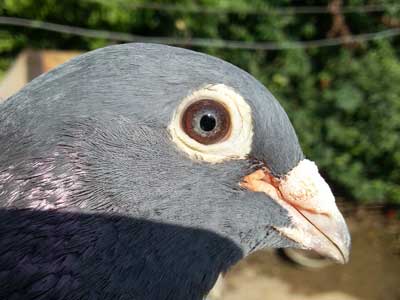 ������ָ�̣���æ��������ɶ�۾���(ͼ)