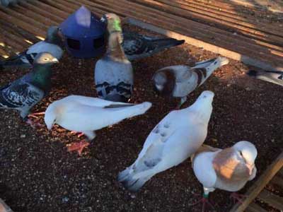 ��н��Ѱ��·�����Ӷ�����ʳ������(ͼ)