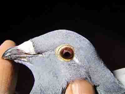 �����˷��Ԥ��(ͼ)