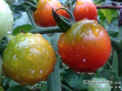 ����Ǹ��� ��ɶɶ���ú�(ͼ)