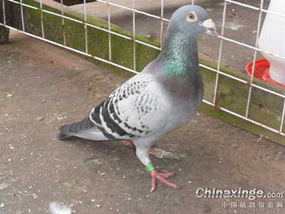 10�������۱������� �Ӵ���ڽ�ɻ�(ͼ)