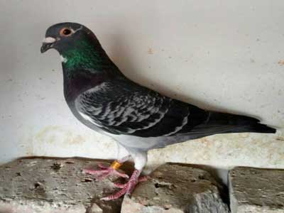 �����飺���Ѽҵ��ϸ�����(ͼ)