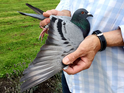 ��ƿ˰�������³�ɿ�NPO��ǰ����(ͼ)