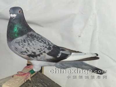 ש���¾ɸ���Ա� ����ϲ���·�(ͼ)