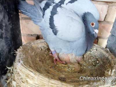 һȦ��Ѫ�����(ͼ)