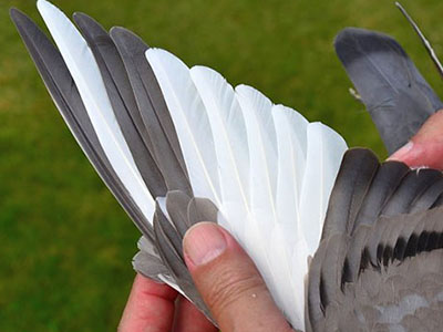 �Ǿ��D��������ɼ���¯ �����׸�ھ�����