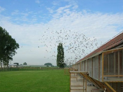 ����ʱ��Ӣ����������� ��������21����