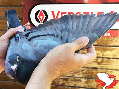 ����ʱ��Ӣ�����������31�� �ھ�����(ͼ)