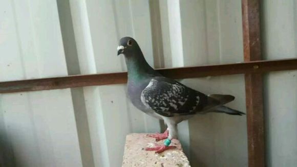 ���ϵ��¸�������������(ͼ)