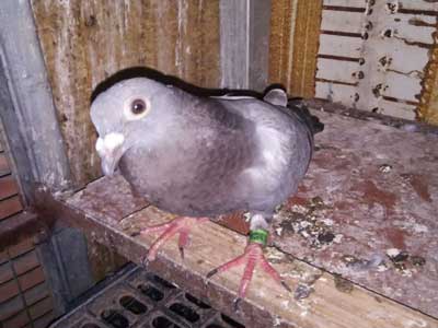 ���ۼ��� 00����ѵļ��𰮸�(ͼ)