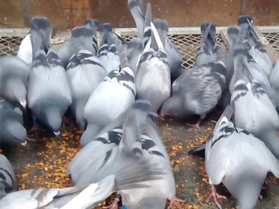 ���رȻ��Ĺؼ�