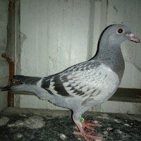 �����ָ볤�붻�� ��̭��������(ͼ)