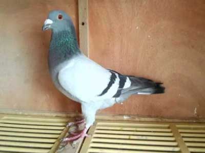 �ҵı���ղɭս��� ���Ͷ��(ͼ)