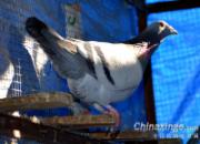 �Ǽ�����ֱ��Ӱ���ָ����