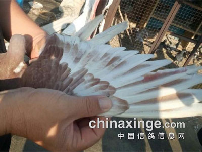 77ĥѣԭʯ1500ھ(ͼ)