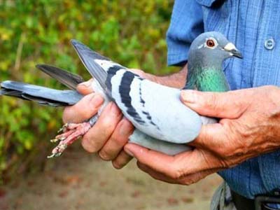 ������������������ھ��߷��ٹ鳲  