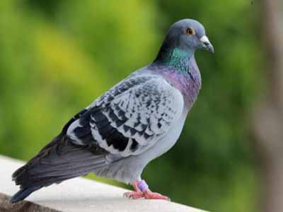 �̾��ܽ���ӱ����� ������ͷ��������� 