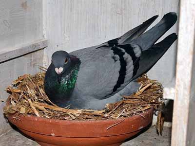 ����ʱ���������һս������³1.7������ 