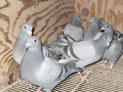 �����ھ�������ʤ����