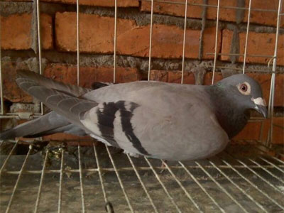 ��ǰ���� �Ϸ��벡