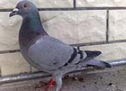 ʯ����Ŵβ������� ��ѩ�����ѹ鳲