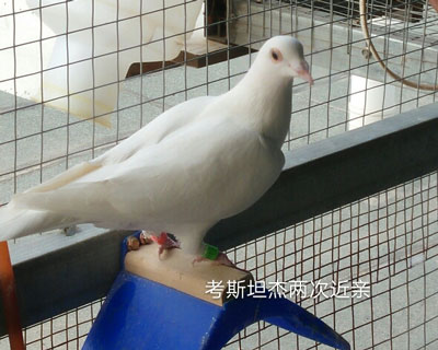 ������ ������˹̹�ܽ��׻�Ѫ�׸�(ͼ)