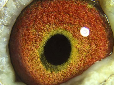 ����ָ�㣺һ�����۸���զ����