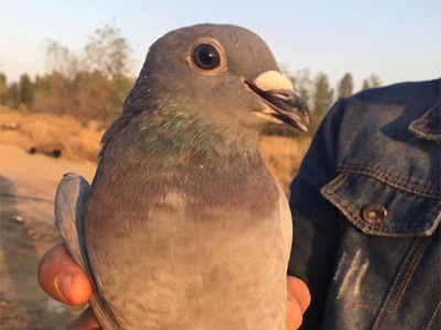 ���������� ���۽ṹ��̽��