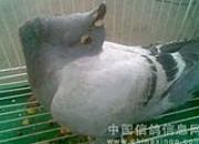 �����շ��Ĳ�ͬ����֮�ٲ���