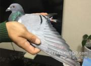�½��ؼ�����չ�սȫ���11��