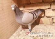�ʺϷ���ٵĹھ���917��(ͼ)