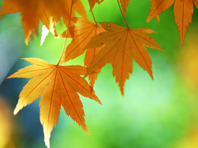 �����Ǽ���ɢ�����������ڣ�