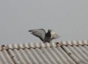 ����û�뵽����Ա��ǹƥ�����ȹ鳲