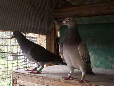 �ݷ��������ѣ����Ӳ��ñ�ķ��