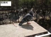 ����ʮ����鳲 ˫�Ź�������