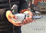 ������������ӥ�Ĺص�����ǰʮ��� 